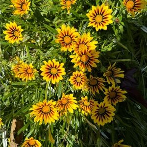 Meet your Posher, Brittney